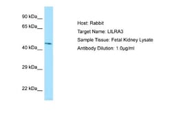 ILT6/CD85e/LILRA3 Antibody, Novus Biologicals 100&mu;L; Unlabeled:Antibodies,