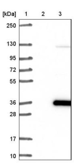 IMPA1 Antibody, Novus Biologicals 0.1mL; Unlabeled:Antibodies, Polyclonal