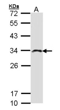 IMPA2 Antibody, Novus Biologicals 0.1mL; Unlabeled:Antibodies, Polyclonal
