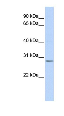 IMPA2 Antibody, Novus Biologicals:Antibodies:Primary Antibodies