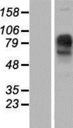 Novus Biologicals&trade;&nbsp;IMPG1 Overexpression Lysate
