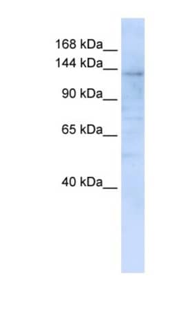 IMPG2 Antibody, Novus Biologicals:Antibodies:Primary Antibodies