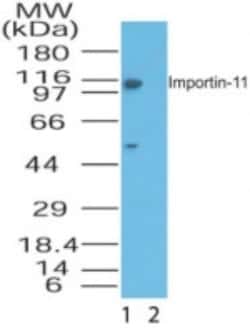 Importin 11 Antibody, Novus Biologicals:Antibodies:Primary Antibodies