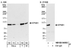 Importin beta/KPNB1 Antibody, Novus Biologicals 0.1mL; Unlabeled:Antibodies,