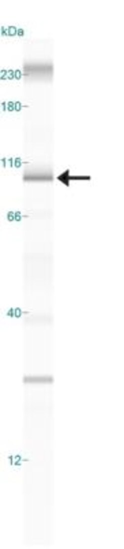 Importin-8 Antibody, Novus Biologicals:Antibodies:Primary Antibodies