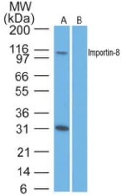 Importin-8 Antibody, Novus Biologicals:Antibodies:Primary Antibodies