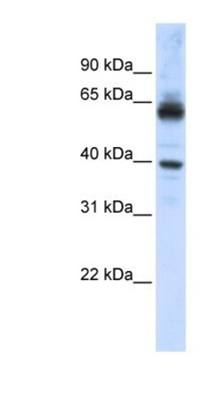 Importin alpha 5/KPNA1/SRP1 Antibody, Novus Biologicals:Antibodies:Primary