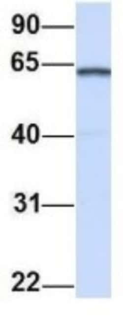 Importin alpha 5/KPNA1/SRP1 Antibody, Novus Biologicals:Antibodies:Primary