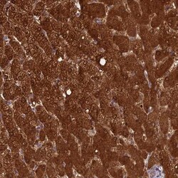 INCA1 Antibody, Novus Biologicals 0.1mL; Unlabeled:Antibodies, Polyclonal