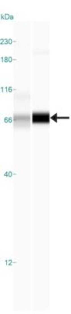 Indoleamine 2,3-dioxygenase/IDO Antibody, Novus Biologicals:Antibodies:Primary
