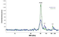 Indoleamine 2,3-dioxygenase/IDO Antibody, Novus Biologicals:Antibodies:Primary