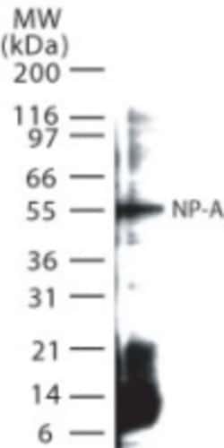 Influenza A H1N1 Nucleoprotein Antibody, Novus Biologicals 0.1mg; Unlabeled:Antibodies,