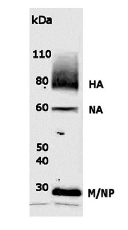 Influenza A H1N1 Antibody - (A/California/14/2009), Novus Biologicals:Antibodies:Primary