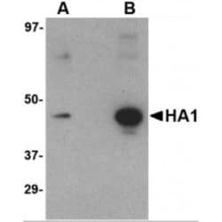 Influenza A H5N1 Hemagglutinin Antibody (1E6A7) - BSA Free, Novus Biologicals