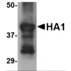 Influenza A H5N1 Hemagglutinin Antibody (4E10C10) - BSA Free, Novus Biologicals