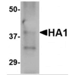 Influenza A H5N1 Hemagglutinin Antibody (4E11E1) - BSA Free, Novus Biologicals