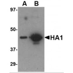 Influenza A H5N1 Hemagglutinin Antibody (7B9B2) - BSA Free, Novus Biologicals