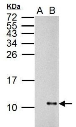 Influenza A H1N1 NS2 Antibody - (A/Puerto Rico/8/1934), Novus Biologicals