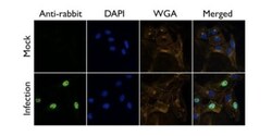 Influenza A H1N1 PB2 Antibody, Novus Biologicals 0.1mL:Antibodies, Polyclonal