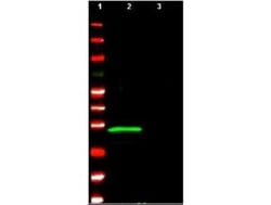 ING4 Antibody, Novus Biologicals 0.1mg; Unlabeled:Antibodies, Polyclonal