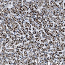 INHBE Antibody, Novus Biologicals:Antibodies:Primary Antibodies