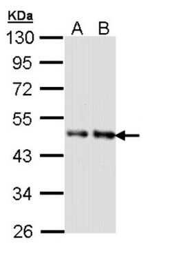 Activin B/Inhibin beta B Antibody, Novus Biologicals 0.1mL; Unlabeled:Antibodies,