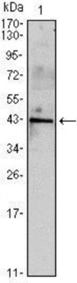 Inhibin alpha Antibody (4E2), Novus Biologicals 0.025 mL, Unconjugated:Antikörper