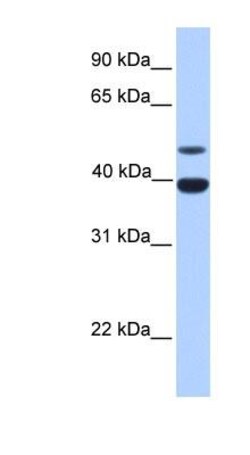 Inhibin alpha Antibody, Novus Biologicals 0.05mg; Unlabeled:Antibodies,