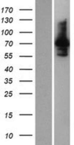Novus Biologicals&trade;&nbsp;INPP5E Overexpression Lysate