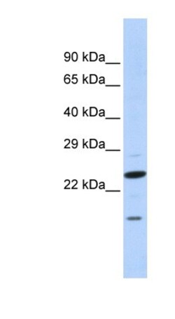 INSIG-2 Antibody, Novus Biologicals 0.05mg; Unlabeled:Antibodies, Polyclonal
