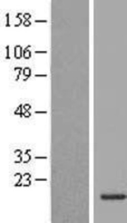 Novus Biologicals&trade;&nbsp;INSL5 Overexpression Lysate