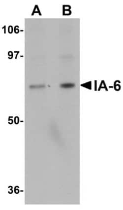 INSM2 Antibody - BSA Free, Novus Biologicals 0.025 mg, Unconjugated:Antibodies,