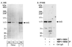 INT3 Antibody, Novus Biologicals 0.1mL; Unlabeled:Antibodies, Polyclonal