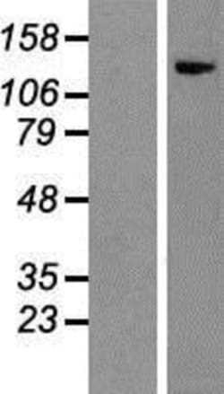 Novus Biologicals&trade;&nbsp;Integrin alpha 1/CD49a Overexpression Lysate