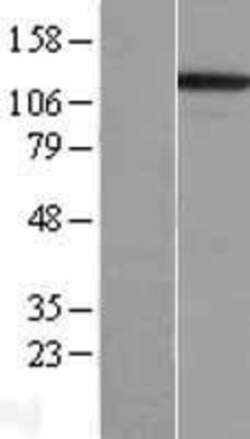 Novus Biologicals&trade;&nbsp;Integrin alpha 3/CD49c Overexpression Lysate