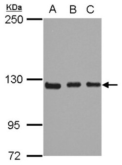 Integrin alpha 9 Antibody, Novus Biologicals 0.1mL; Unlabeled:Antibodies,