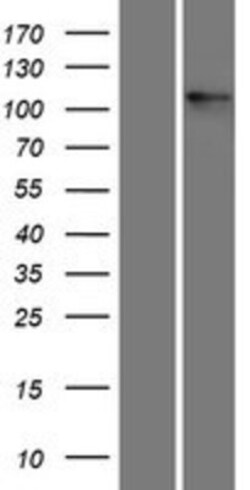 Novus Biologicals™ Integrin alpha V/CD51 Overexpression Lysate