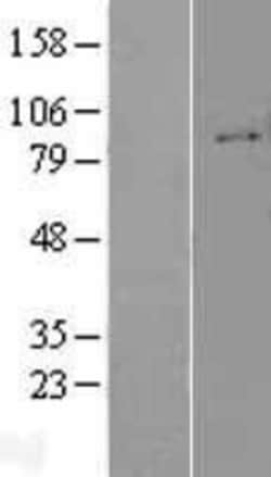 Novus Biologicals&trade;&nbsp;Integrin beta 1/CD29 Overexpression Lysate