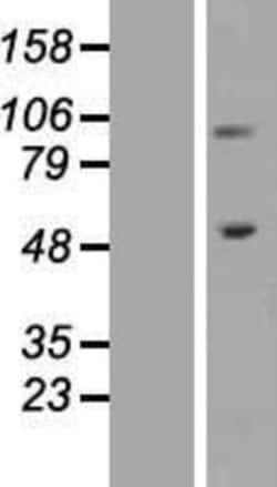 Novus Biologicals&trade;&nbsp;Integrin beta 1/CD29 Overexpression Lysate