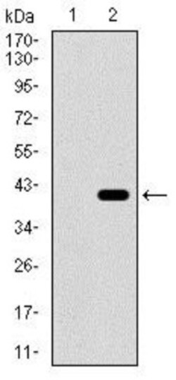 Integrin alpha 2b/CD41 Antibody (2E10C9) - BSA Free, Novus Biologicals:Antibodies:Primary