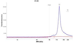 Integrin alpha 2b/CD41 Antibody, Novus Biologicals 0.1mL; Unlabeled:Antibodies,