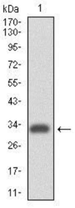 Integrin alpha 4/CD49d Antibody (5C4) - BSA Free, Novus Biologicals:Antibodies:Primary