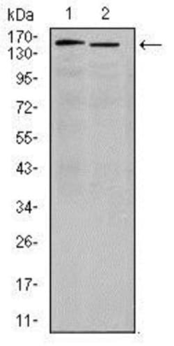 Integrin alpha 4/CD49d Antibody (5C4) - BSA Free, Novus Biologicals:Antibodies:Primary