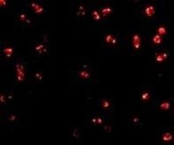 Integrin alpha 4/CD49d Antibody - BSA Free, Novus Biologicals 0.025 mg,