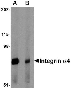 Integrin alpha 4/CD49d Antibody - BSA Free, Novus Biologicals 0.025 mg,
