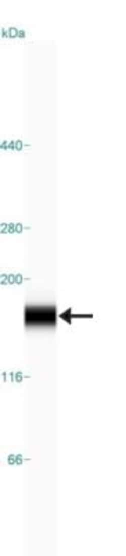 Integrin alpha 6/CD49f Antibody, Novus Biologicals:Antibodies:Primary Antibodies