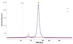 Integrin alpha 6/CD49f Antibody, Novus Biologicals:Antibodies:Primary Antibodies