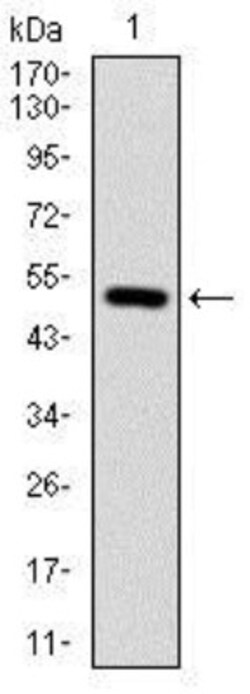 Integrin beta 1/CD29 Antibody (3B6) - BSA Free, Novus Biologicals 0.025
