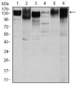 Integrin beta 1/CD29 Antibody (3B6) - BSA Free, Novus Biologicals 0.025