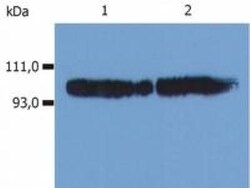 Integrin beta 2/CD18 Antibody (MEM-48) - BSA Free, Novus Biologicals 0.1mg;